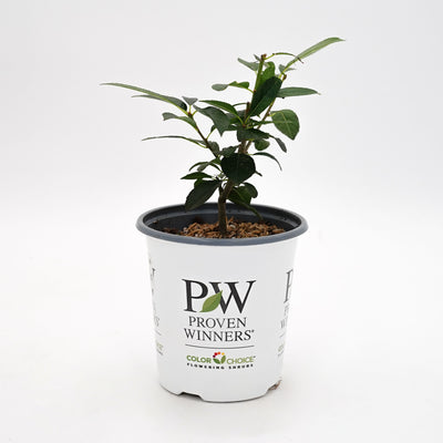 Berry Poppins® Winterberry (Ilex	verticillata)