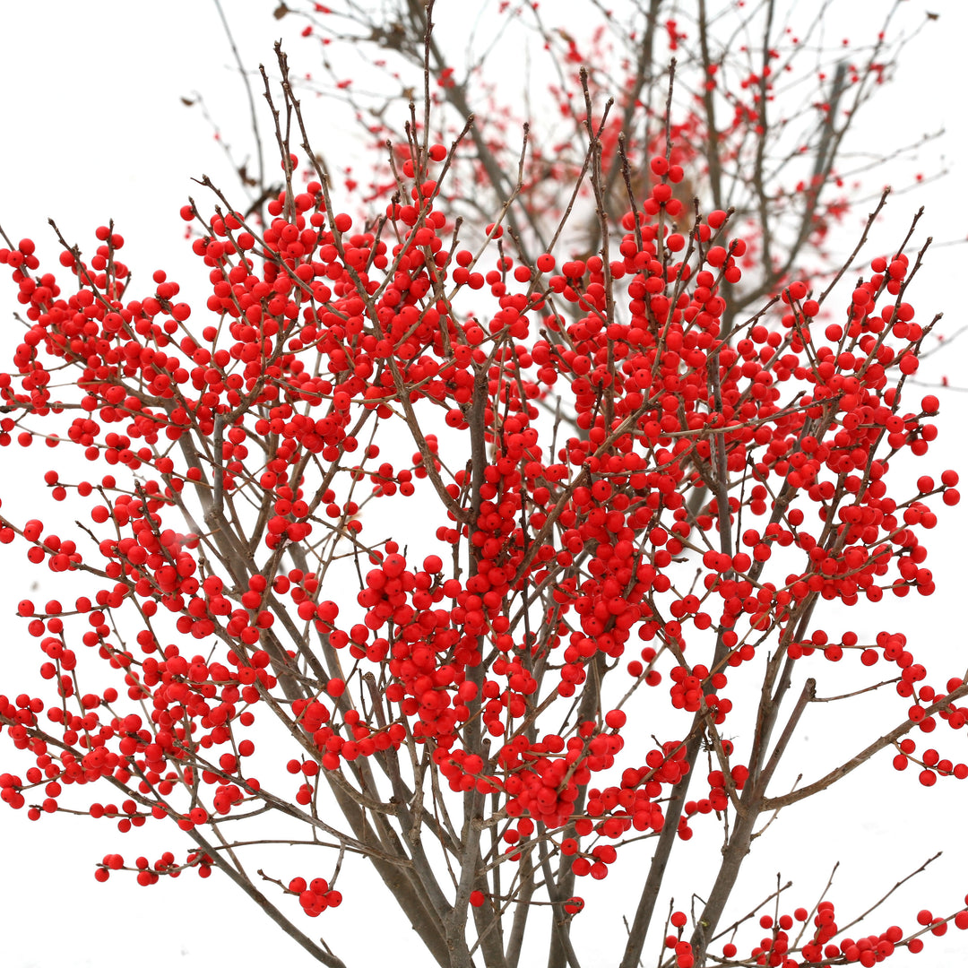 Berry Poppins Winterberry in focus.