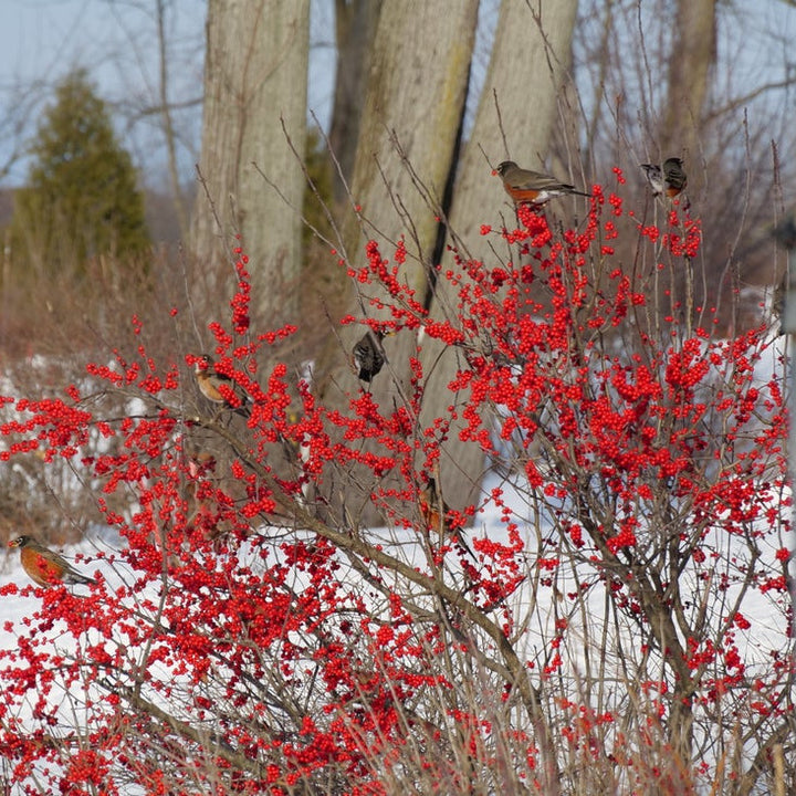 Berry Poppins Berry Poppins Winterberry in focus.