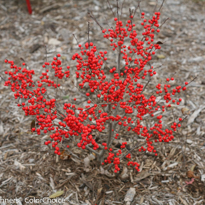 Berry Poppins Winterberry in focus.