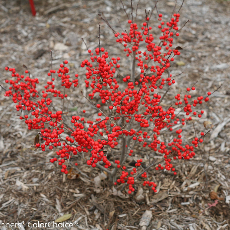 Berry Poppins Winterberry in focus.