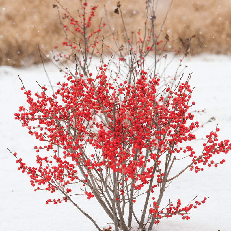 Berry Poppins Winterberry in use.