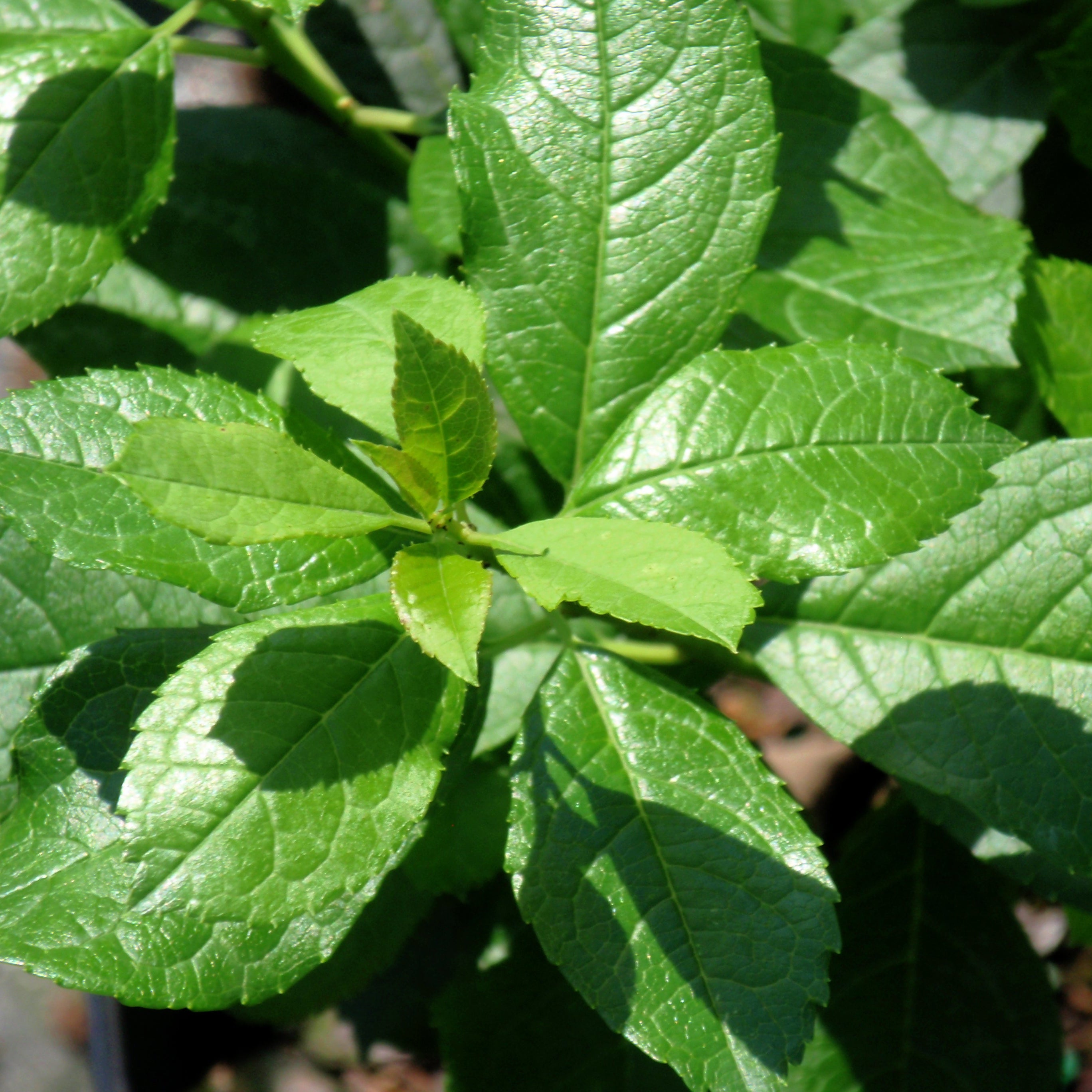 ホーリー ZRP-ZX | Carry-On 32L 80531 – ZERO HALLIBURTON