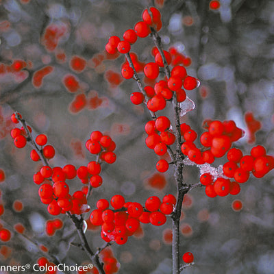 Berry Heavy Winterberry up close.