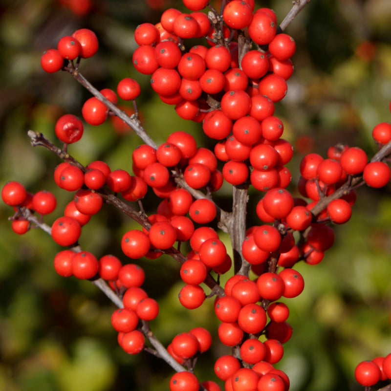 Berry Heavy Winterberry up close.