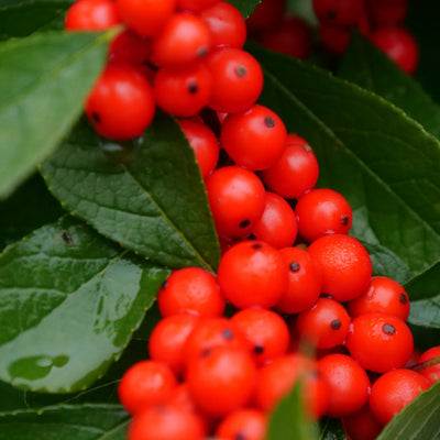 Berry Heavy Winterberry up close.