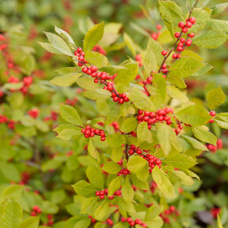 Berry Heavy Winterberry up close.