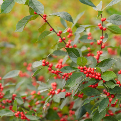 Berry Heavy Winterberry up close.