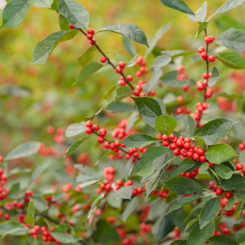 Berry Heavy Winterberry up close.