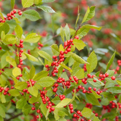 Berry Heavy Berry Heavy Winterberry up close.