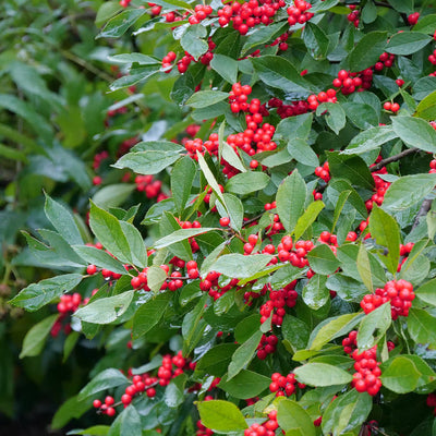 Berry Heavy Berry Heavy Winterberry up close.