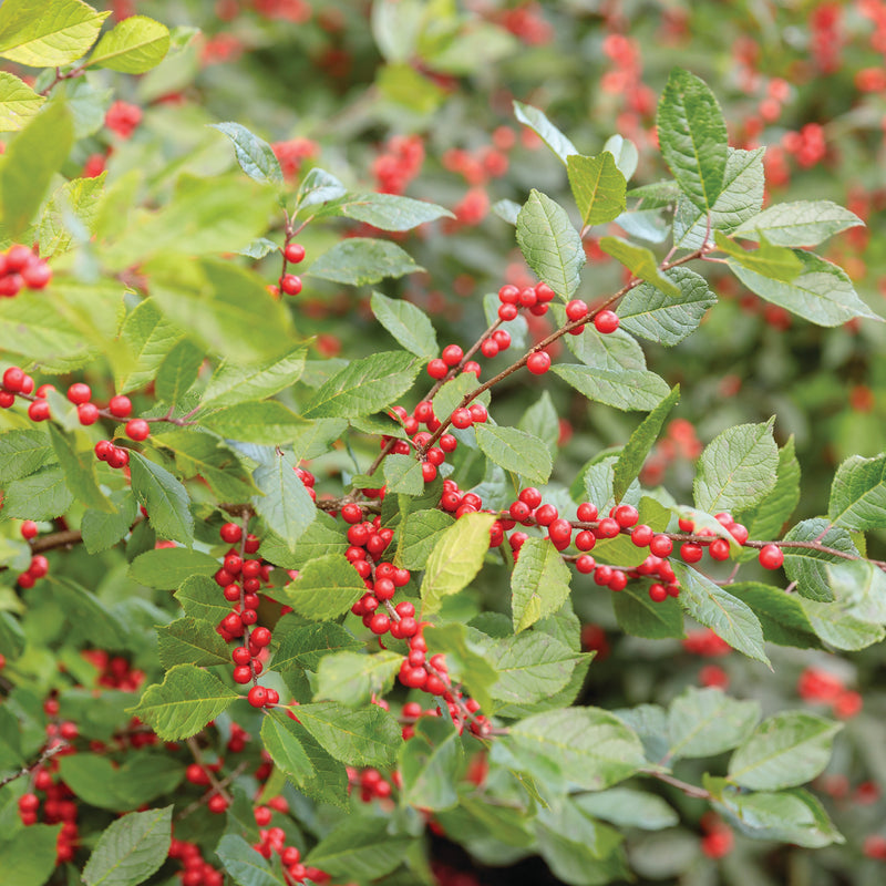 Berry Heavy Winterberry up close.