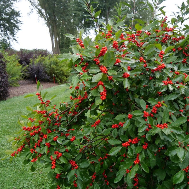 Berry Heavy Berry Heavy Winterberry in focus.