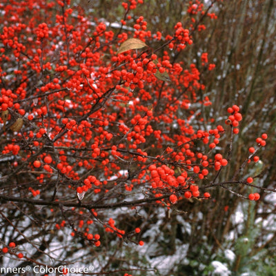 Berry Heavy Berry Heavy Winterberry in focus.