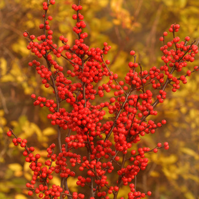 Berry Heavy Winterberry in focus.