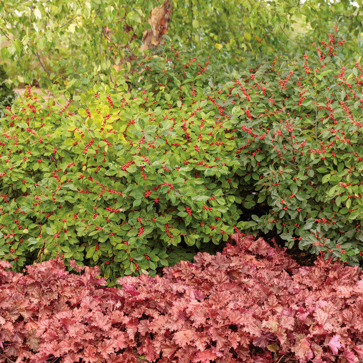 36.berry様 Wyman's Cherry Berry & Kale | Publix Super Markets