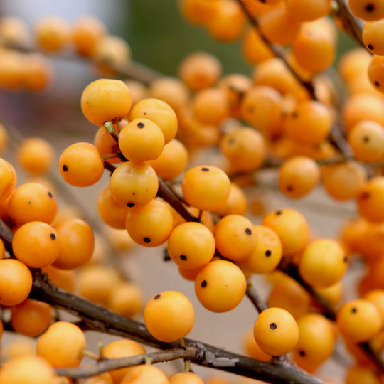 Berry Heavy® Gold Winterberry Holly (Ilex verticillata)