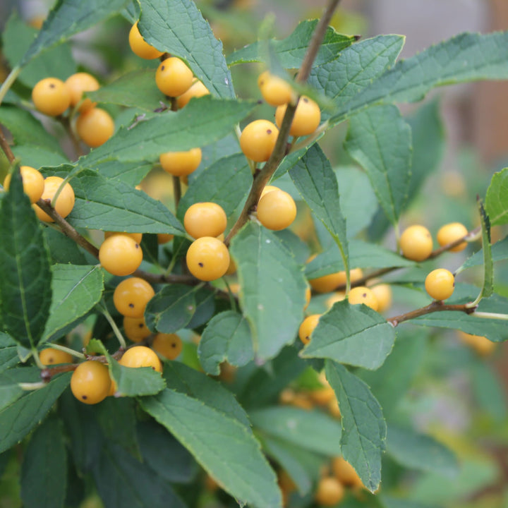 Berry Heavy® Gold Winterberry Holly (Ilex verticillata)