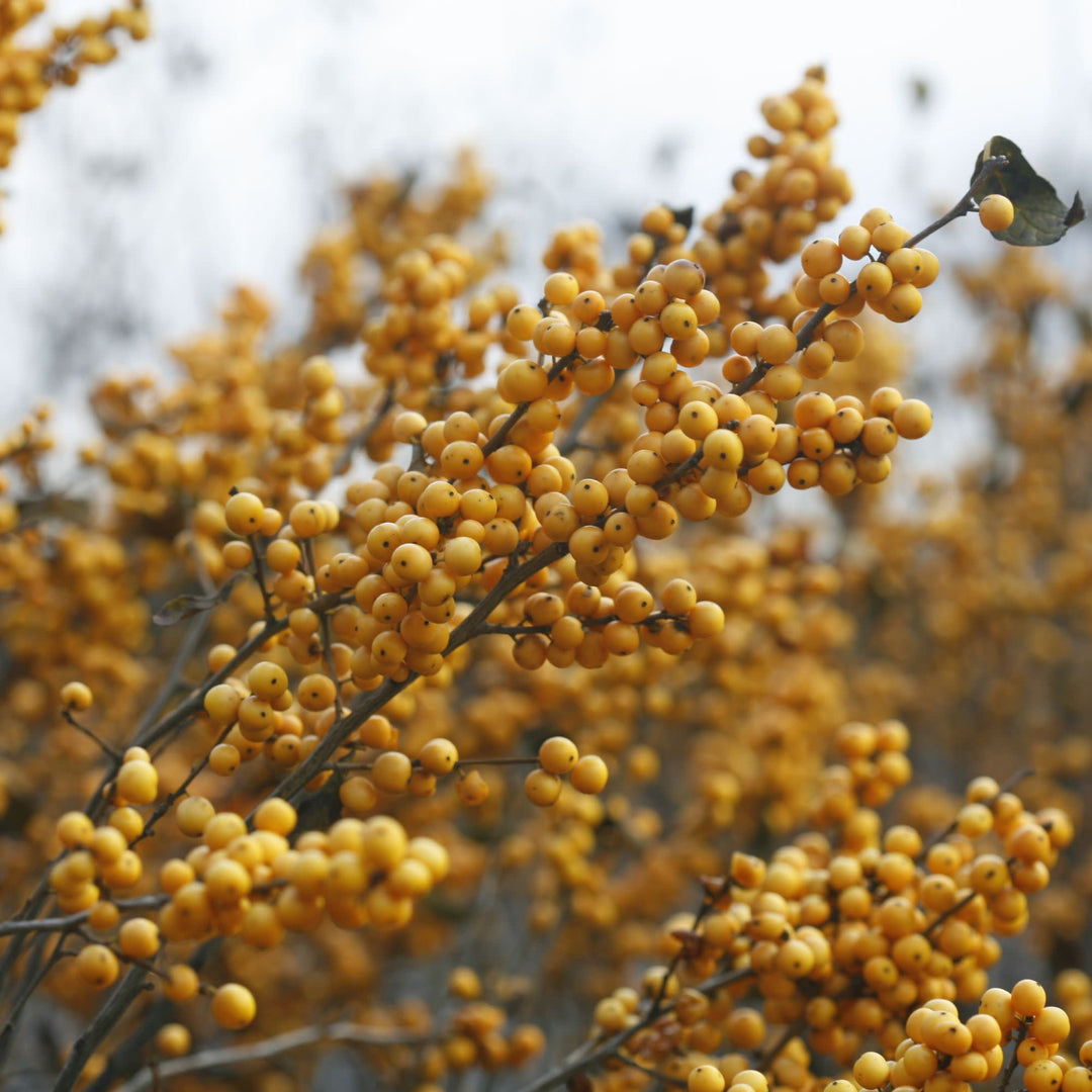 Berry Heavy® Gold Winterberry Holly (Ilex verticillata)
