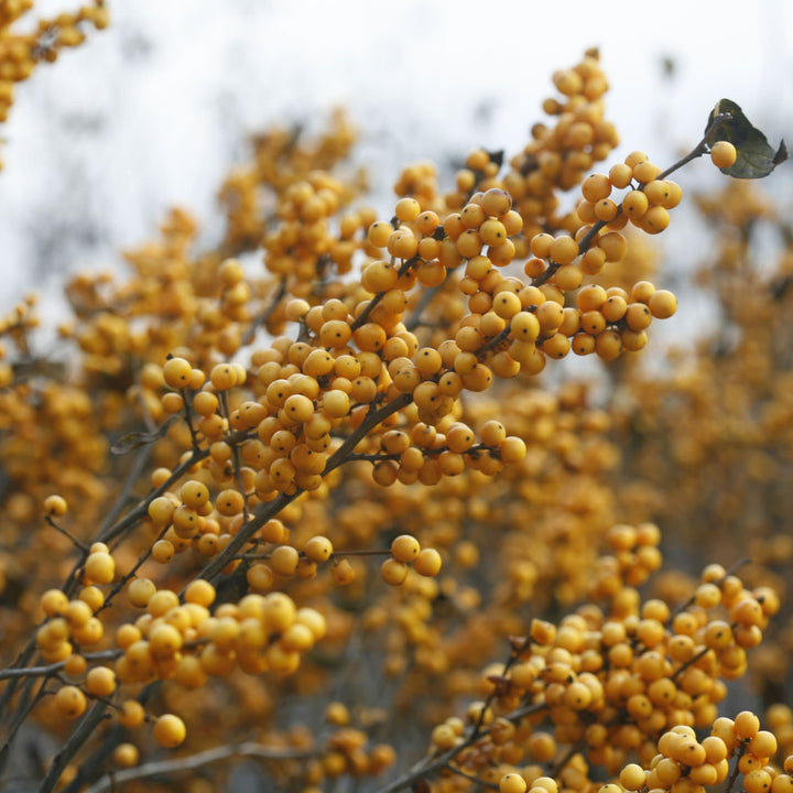 Berry Heavy® Gold Winterberry Holly (Ilex verticillata)