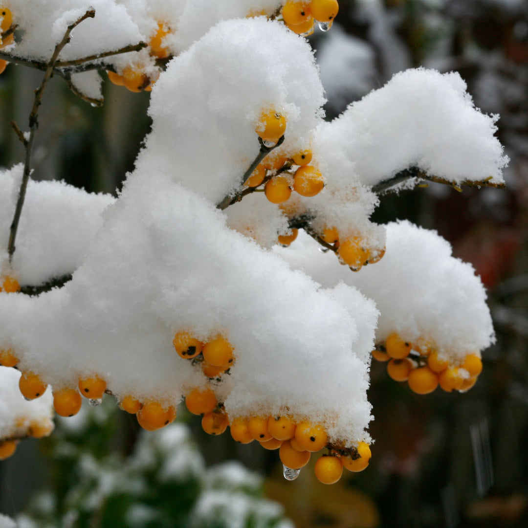 Berry Heavy® Gold Winterberry Holly (Ilex verticillata)