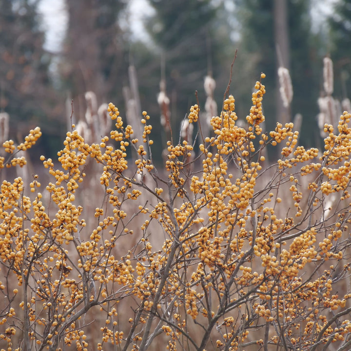 Berry Heavy® Gold Winterberry Holly (Ilex verticillata)