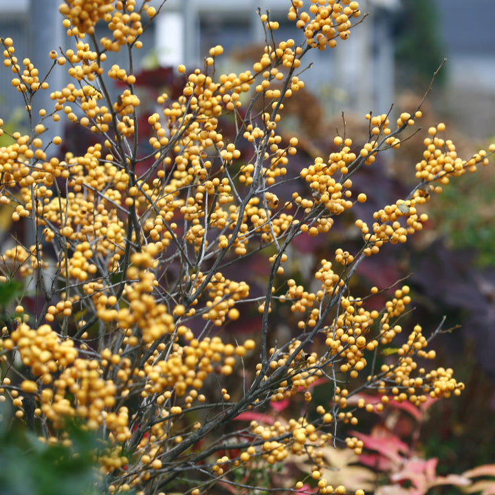 Berry Heavy® Gold Winterberry Holly (Ilex verticillata)