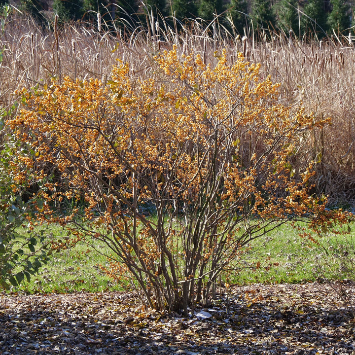 Berry Heavy® Gold Winterberry Holly (Ilex verticillata)
