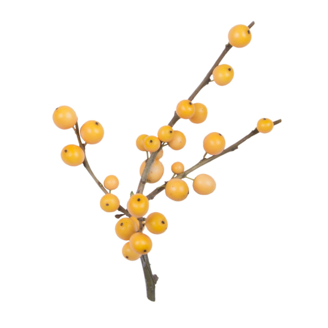 Berry Heavy® Gold Winterberry Holly (Ilex verticillata)