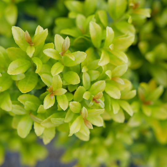 Glow Pop® Japanese Holly (Ilex crenata)