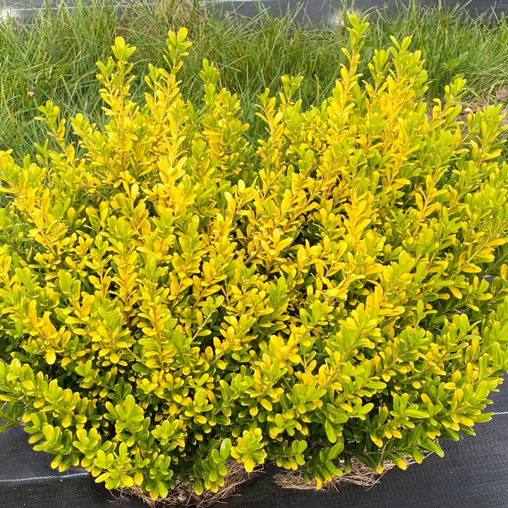 Glow Pop® Japanese Holly (Ilex crenata)