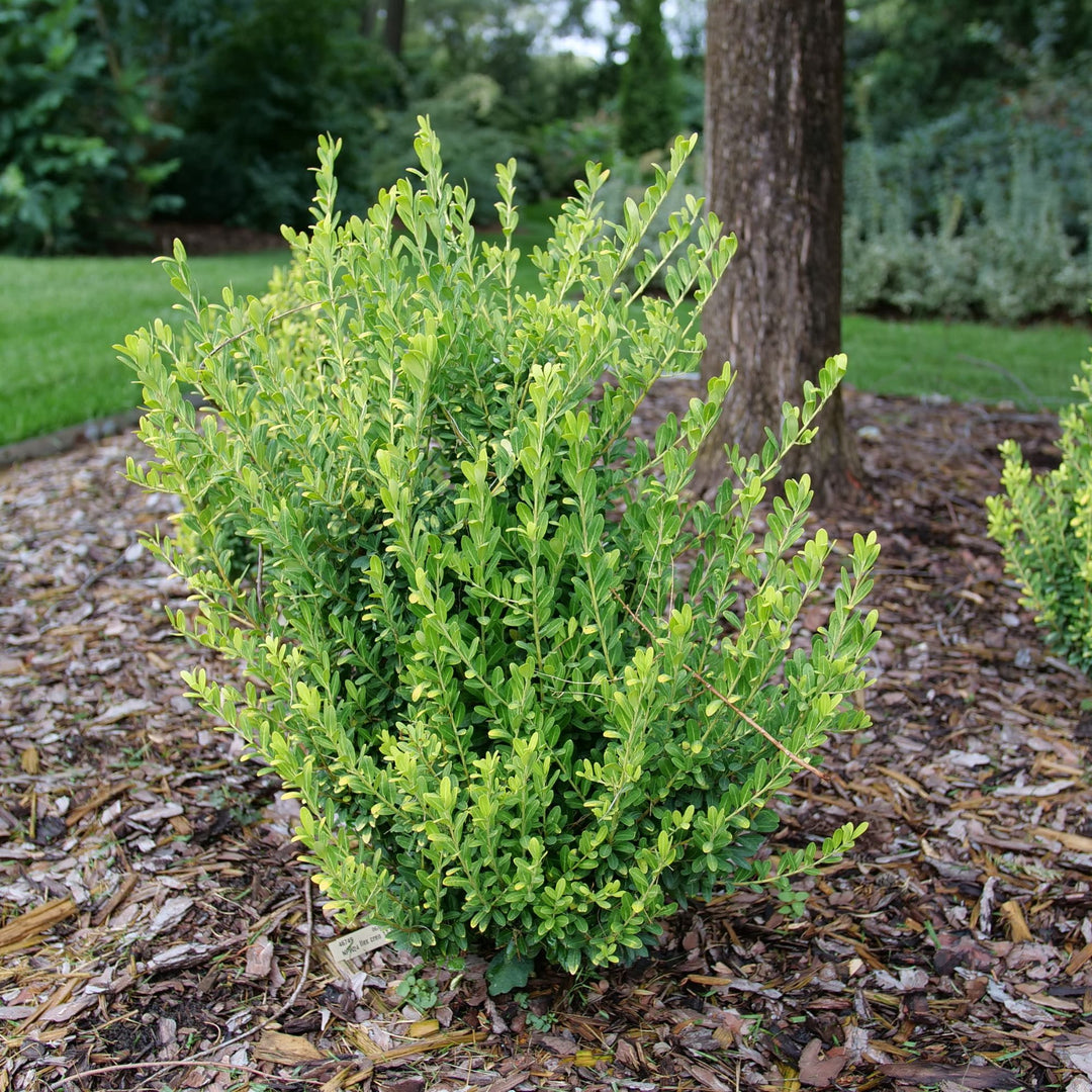 Glow Pop® Japanese Holly (Ilex crenata)
