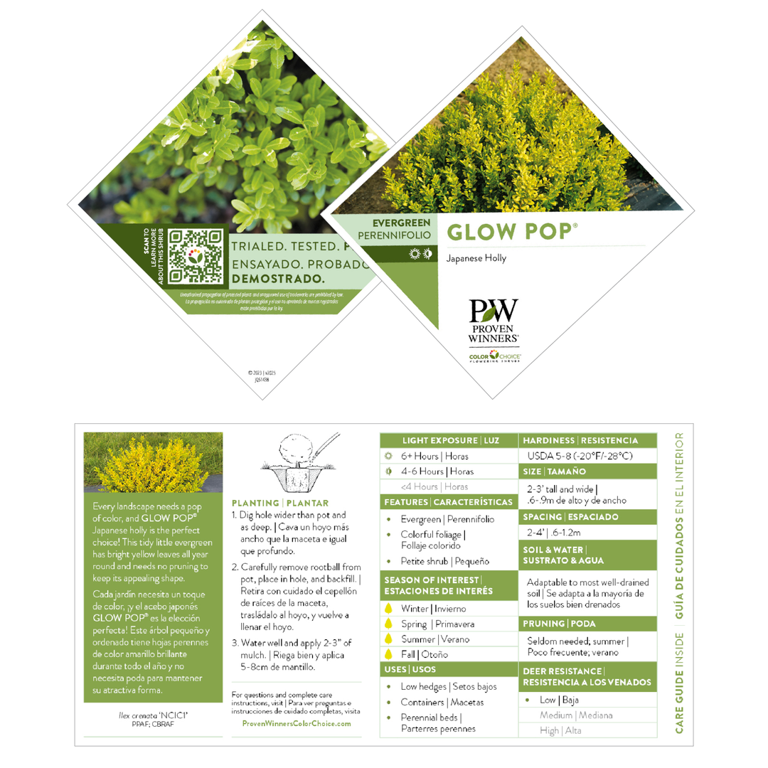 Glow Pop® Japanese Holly (Ilex crenata)