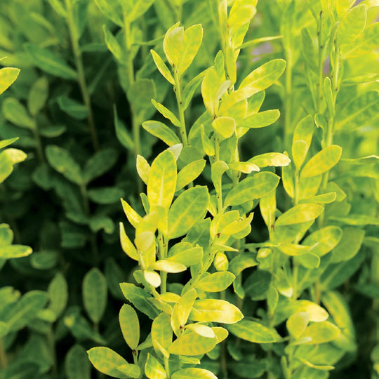 Glow Stick® Japanese Holly (Ilex crenata)