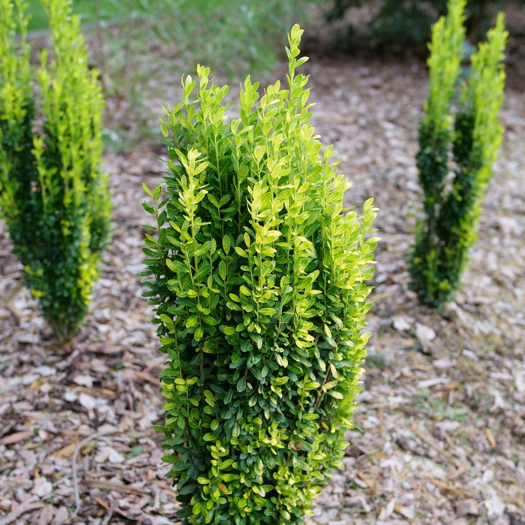 Glow Stick® Japanese Holly (Ilex crenata)