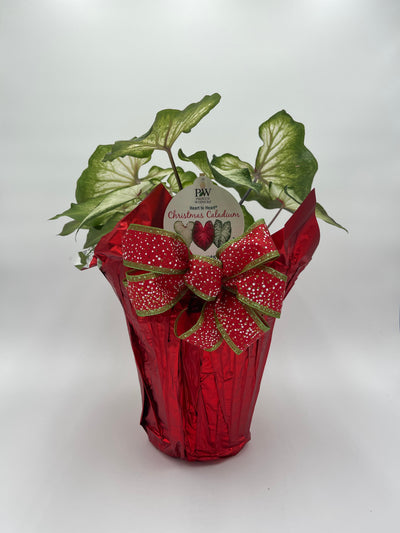 Limited Edition Royale | Heart to Heart® 'White Wonder' Christmas Caladium