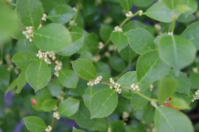 Mr. Poppins Winterberry (Ilex)