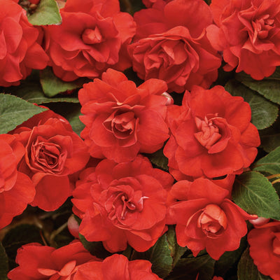 Rockapulco® Red Double Impatiens (Impatiens walleriana)