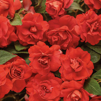 Rockapulco® Red Impatiens (Impatiens walleriana) | Proven Winners® New Variety 2025