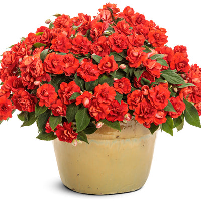 Rockapulco® Red Double Impatiens (Impatiens walleriana) | Proven Winners® New Variety 2025