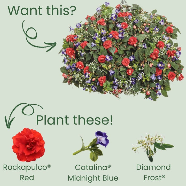 Rockapulco® Red Double Impatiens (walleriana)