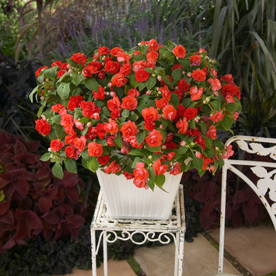 Rockapulco Red Double Impatiens in use.