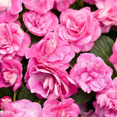 Rockapulco Rose Double Impatiens up close.