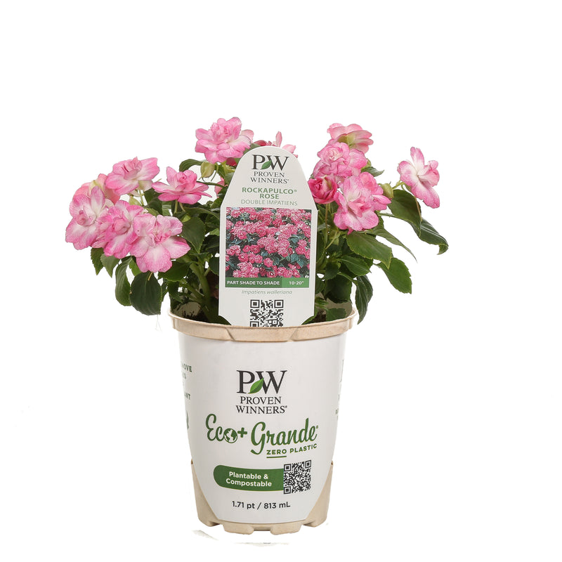 Rockapulco® Rose Double Impatiens (Impatiens walleriana) | Proven Winners® New Variety 2025