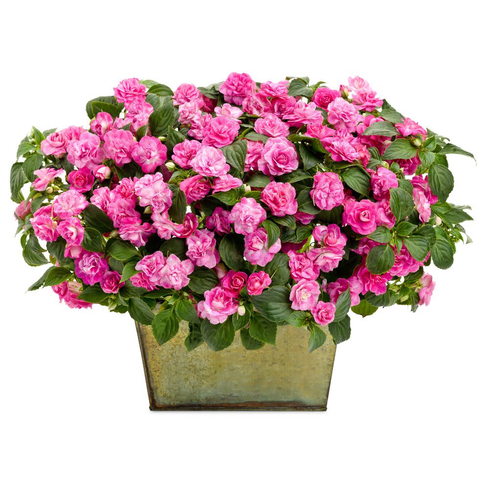 Rockapulco® Rose Double Impatiens (walleriana)