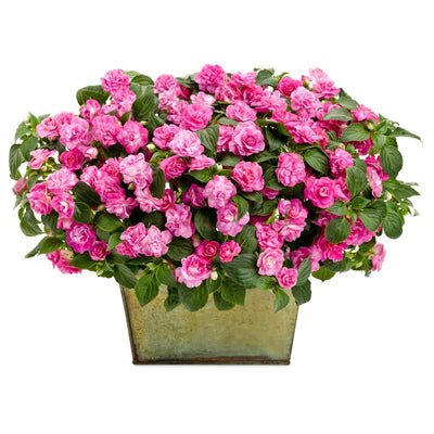 Rockapulco® Rose Double Impatiens (Impatiens walleriana) | Proven Winners® New Variety 2025