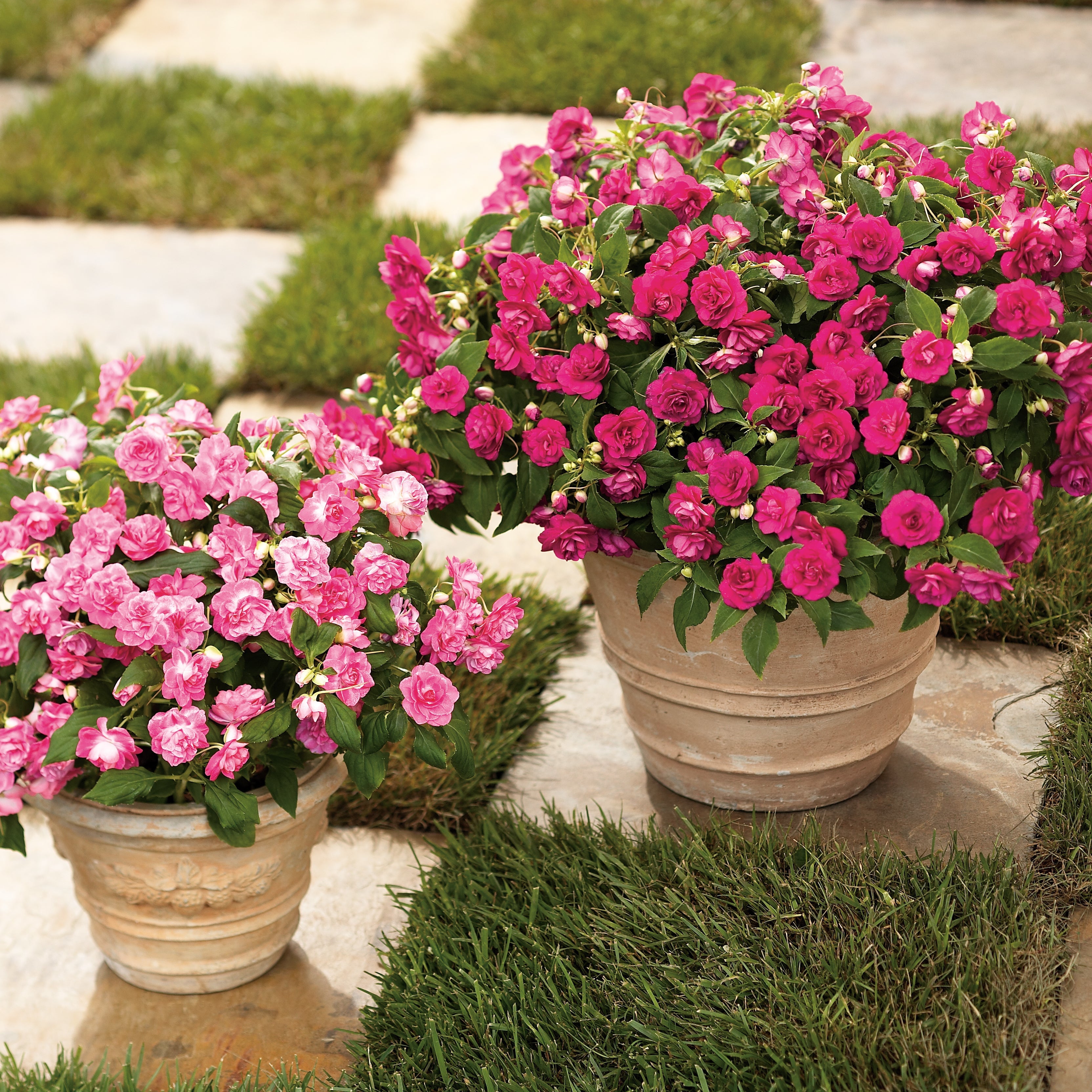 Double Impatiens | Rockapulco® Rose | Proven Winners® Annuals