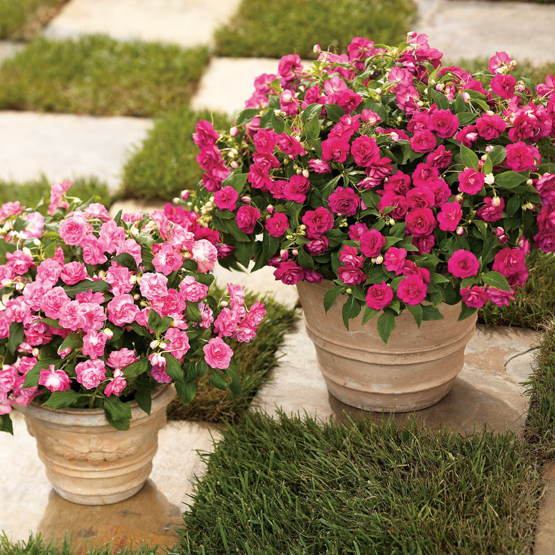 Rockapulco Rose Double Impatiens in use.