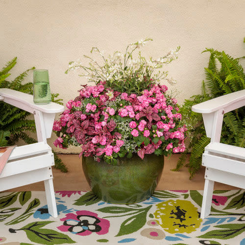 Rockapulco Rose Double Impatiens in use.