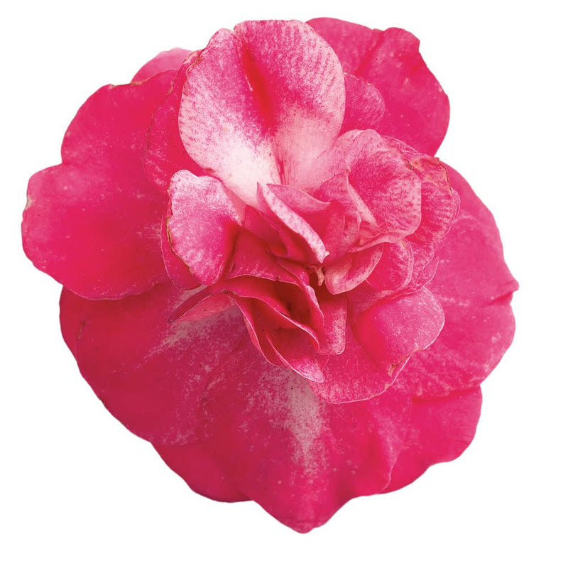 Rockapulco® Rose Double Impatiens (Impatiens walleriana) | Proven Winners® New Variety 2025